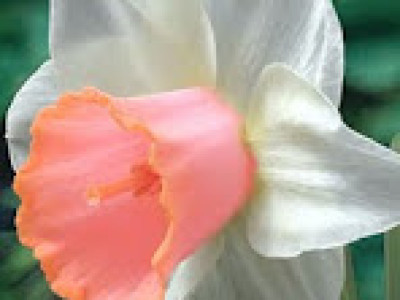   Нарцис (Narcissus) Salome